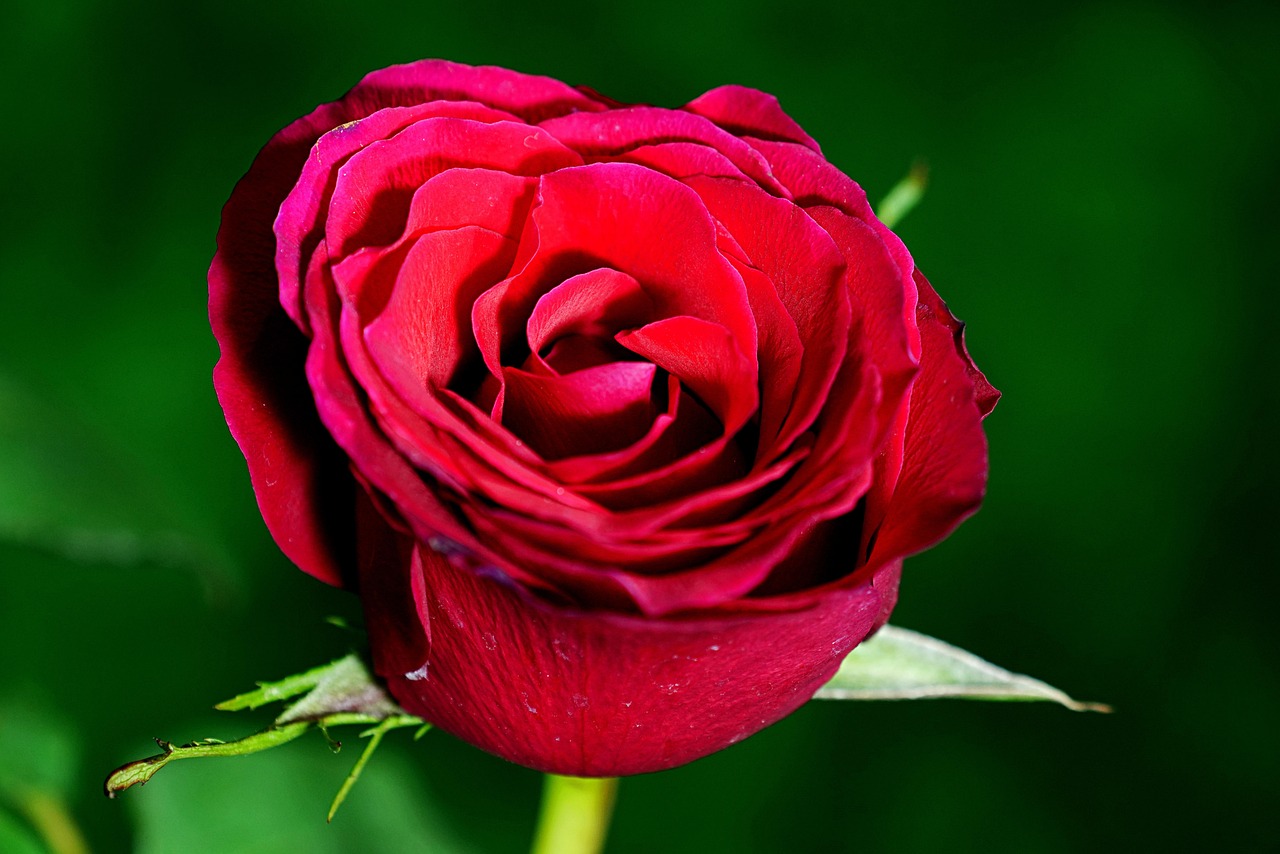 Rote Rose Blume