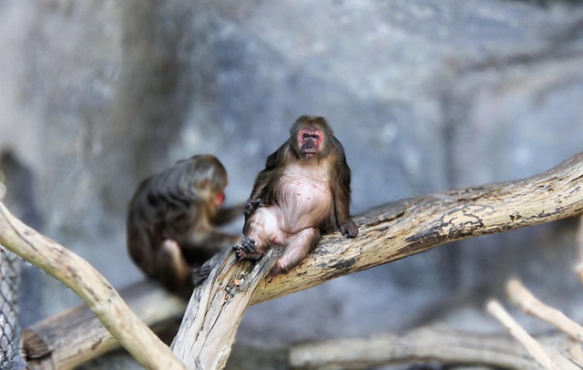 Free Animal Monkey photo and picture