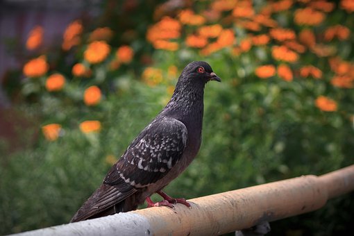 Taube, Vogel, Tier, Tierwelt, Gefieder