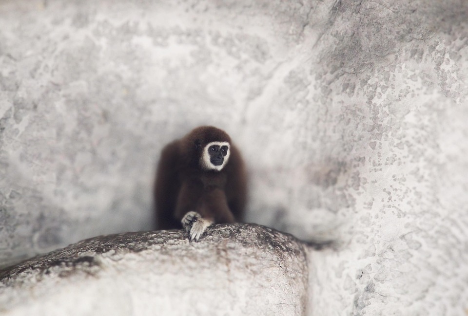 Animal Lar Gibbon Monkey - Free photo on Pixabay - Pixabay