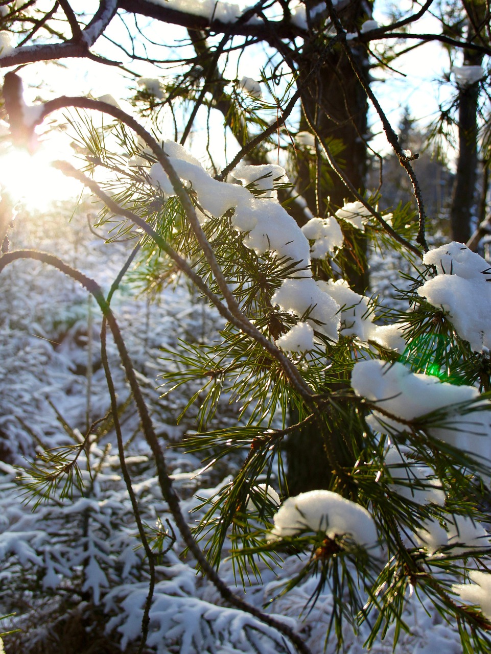 松树 雪 冬天 - Pixabay上的免费照片 - Pixabay