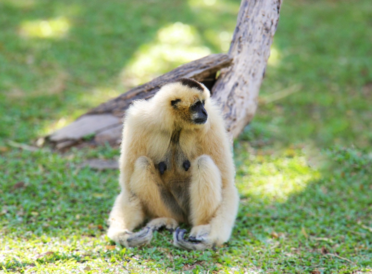 動物 猿 哺乳類 - Pixabayの無料写真 - Pixabay