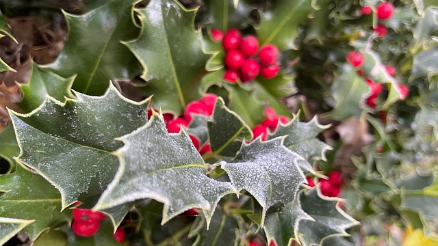 Stechpalme Obst Frost - Kostenloses Foto auf Pixabay