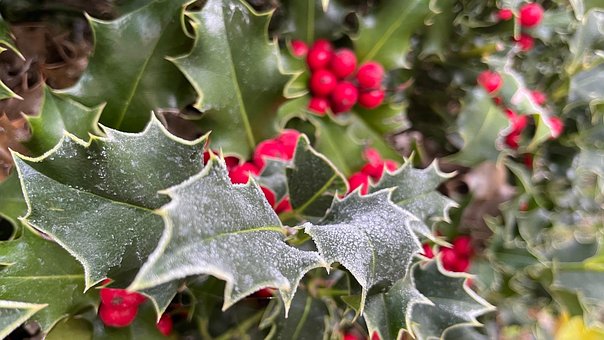 Winter, Stechpalme, Beeren, Frost, Natur