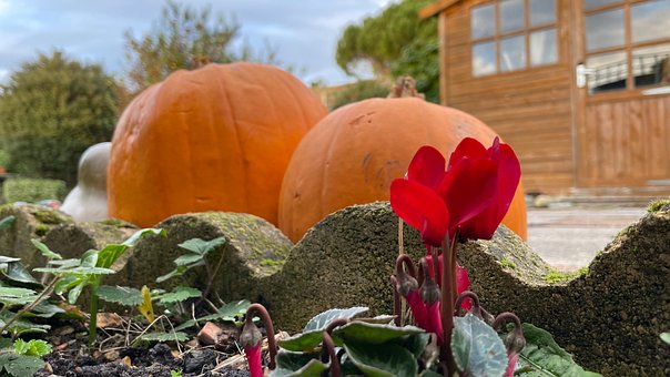 November, Kürbis, Halloween, Garten
