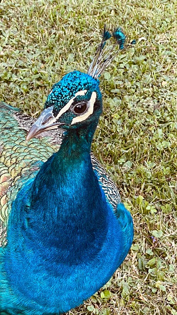 Pfau, Vogel, Tier, Natur