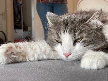 Tier, Haustier, Katze, Niedlich, Schlaf