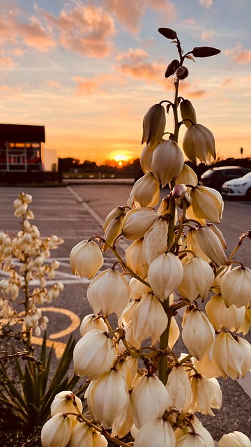 Blume, Sonnenuntergang, Blüte, Himmel