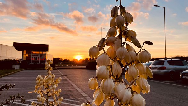 Blume, Sonnenuntergang, Sonne, Abend