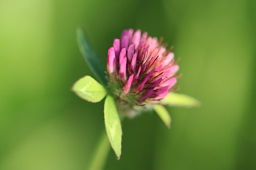 Free Red Clover Trifolium Pratense photo and picture