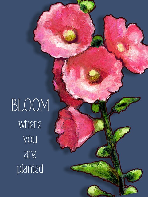 Blomstrer Der Den Er Plantet, Stokkroser