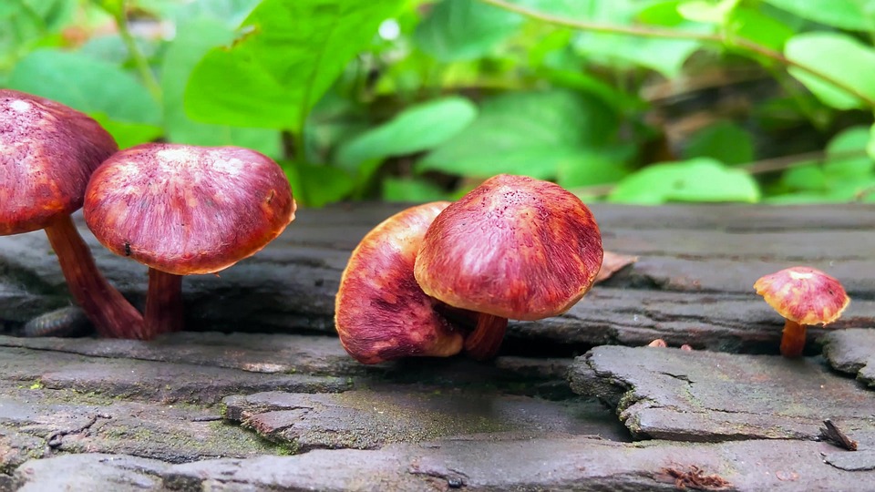 天然植物 きのこ 花 - Pixabayの無料写真