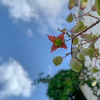Free Red Flowers Small Red photo and picture
