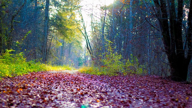Free Forest Forest Path photo and picture