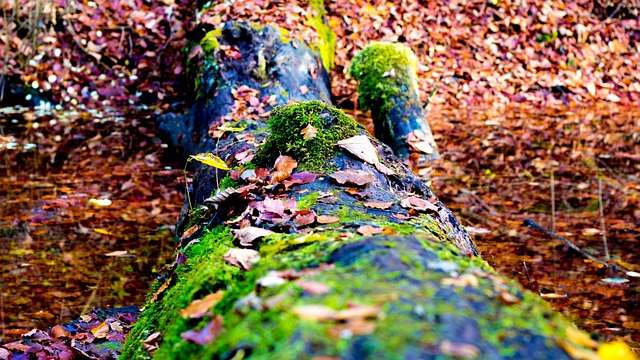 Free Tree Trunk Forest photo and picture
