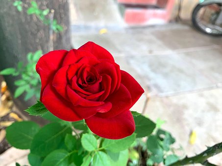 Free Flower Rose photo and picture