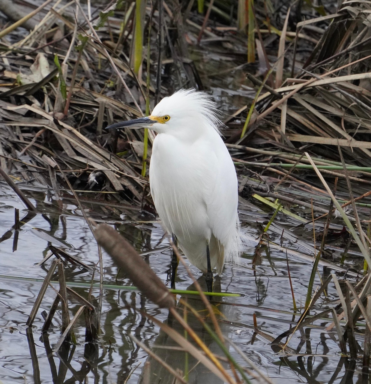 Aigrette Blanche - Photo gratuite sur Pixabay - Pixabay