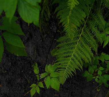 Natureza, Floresta, Flora, Folhas