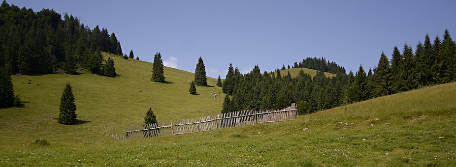 Floresta, Montanha, Arvores, Natureza