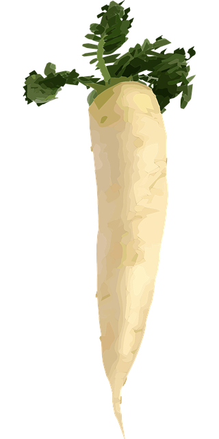 Free vegetable radish organic vector
