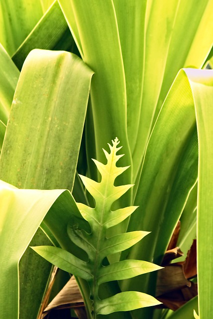 Free Leaves Fronds photo and picture