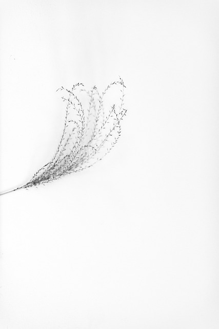 芦苇, 高调, 白白, 安静安吉一