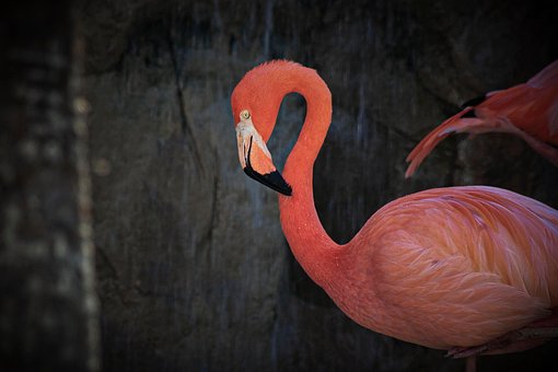 Free Bird Flamingo photo and picture