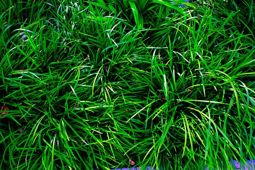 Free Grass Lawn photo and picture
