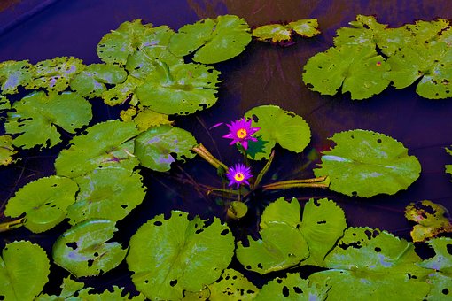 Free Flower Nature photo and picture