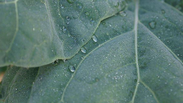 Free Plant Dew photo and picture