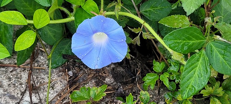 Free Flower Plant photo and picture