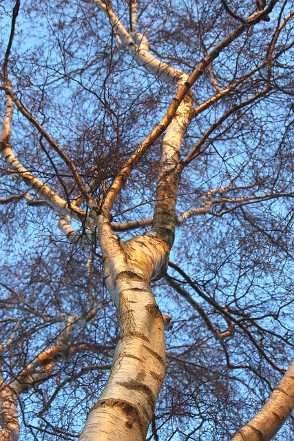 Birch Tree Branches - Free photo on Pixabay