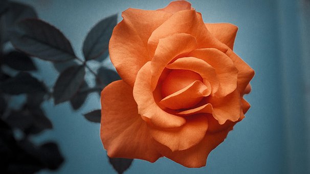 Blume, Schöne Blumen, Rose