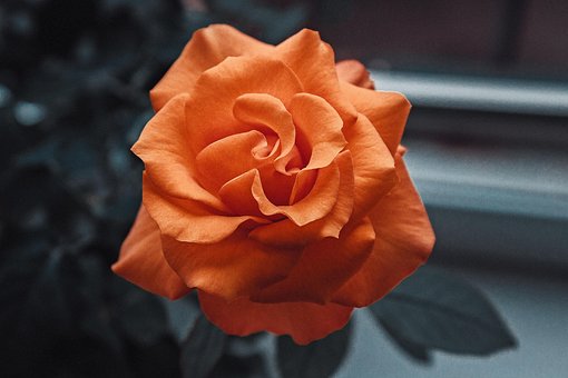 Blume, Blumen Hintergrund, Rose, Rose