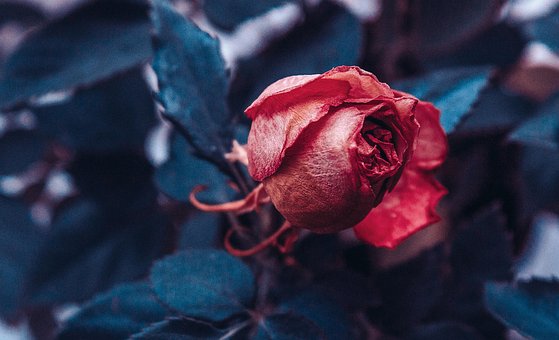 Blume, Rose, Rosenblüte, Rose