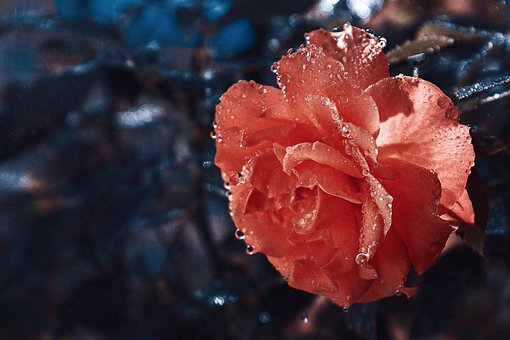 Blume, Rose, Tau, Tautropfen, Rosenblüte