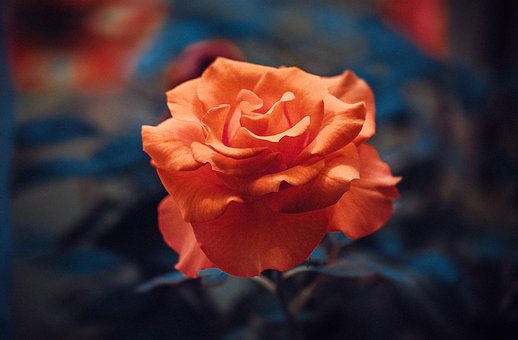 Rose, Blume, Blumen Hintergrund