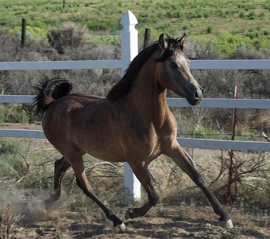 Free Animal Horse photo and picture