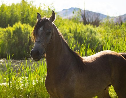 Free Horse Animal photo and picture