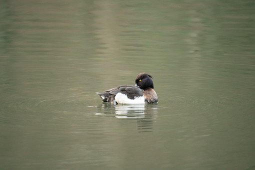 Free Bird Tufted Duck photo and picture