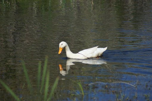 Free Duck Water photo and picture