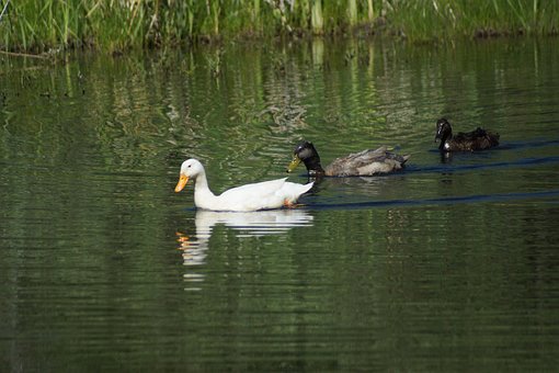 Free Birds Ducks photo and picture