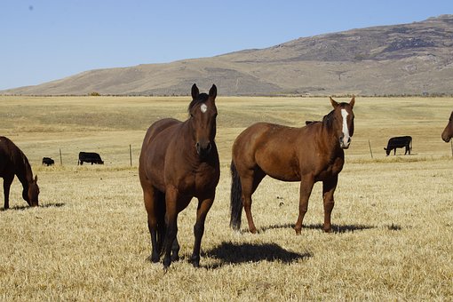 Free Horse Ranch photo and picture