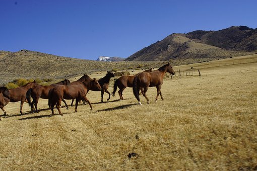 Free Horses Fantasy photo and picture