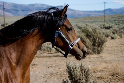 Free Horse Arabian photo and picture