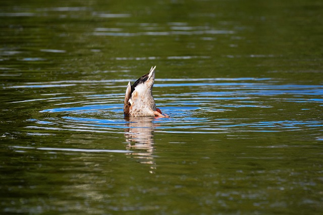 Free Bird Duck photo and picture