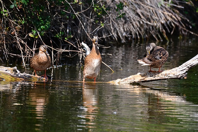 Free Bird Duck photo and picture