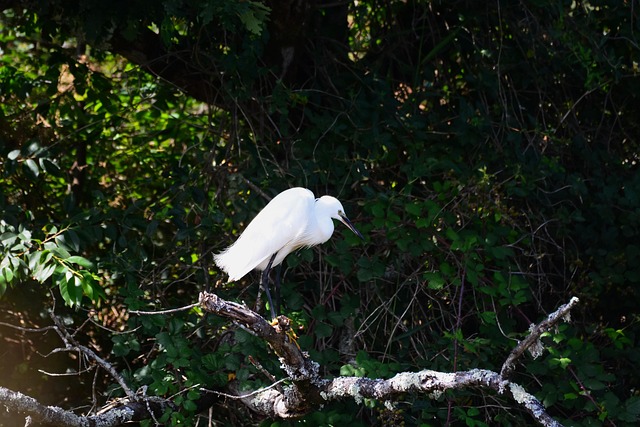 Free Little Egret Bird photo and picture