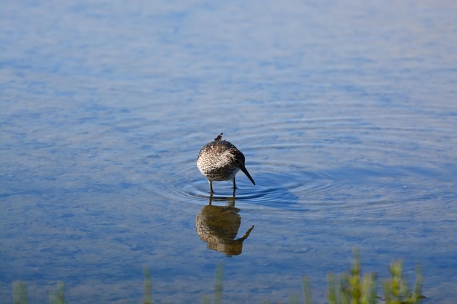 Free Bird Wood Sandpiper photo and picture