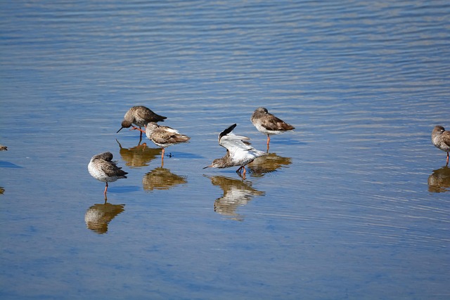 Free Birds Ducks photo and picture